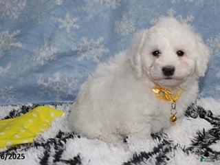 Bichon Frise dogs Rory - Ad 3