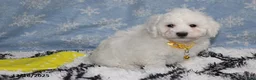 Bichon Frise dogs for sale: Rory - Ad 21
