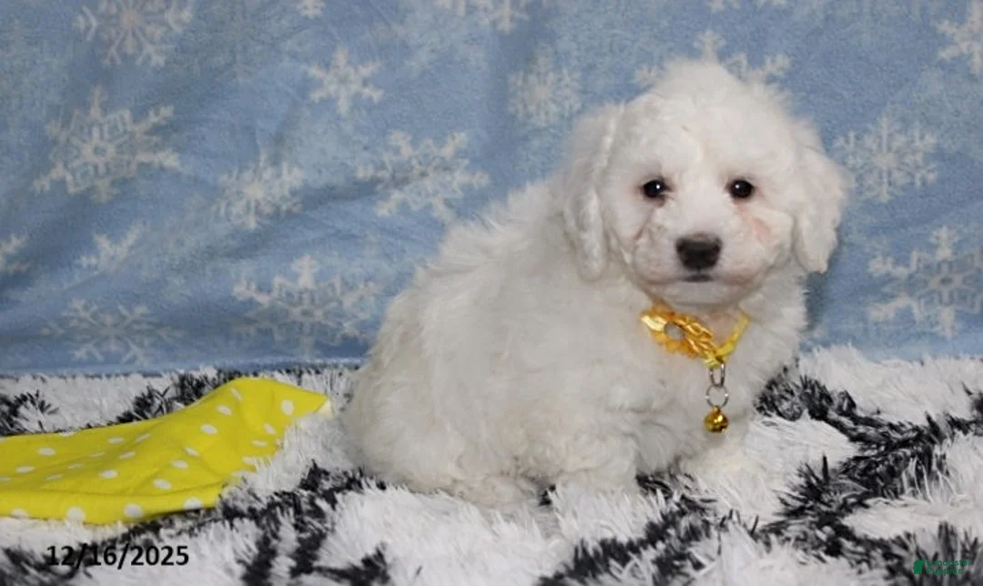 Bichon Frise dogs for sale: Rory - Ad 21