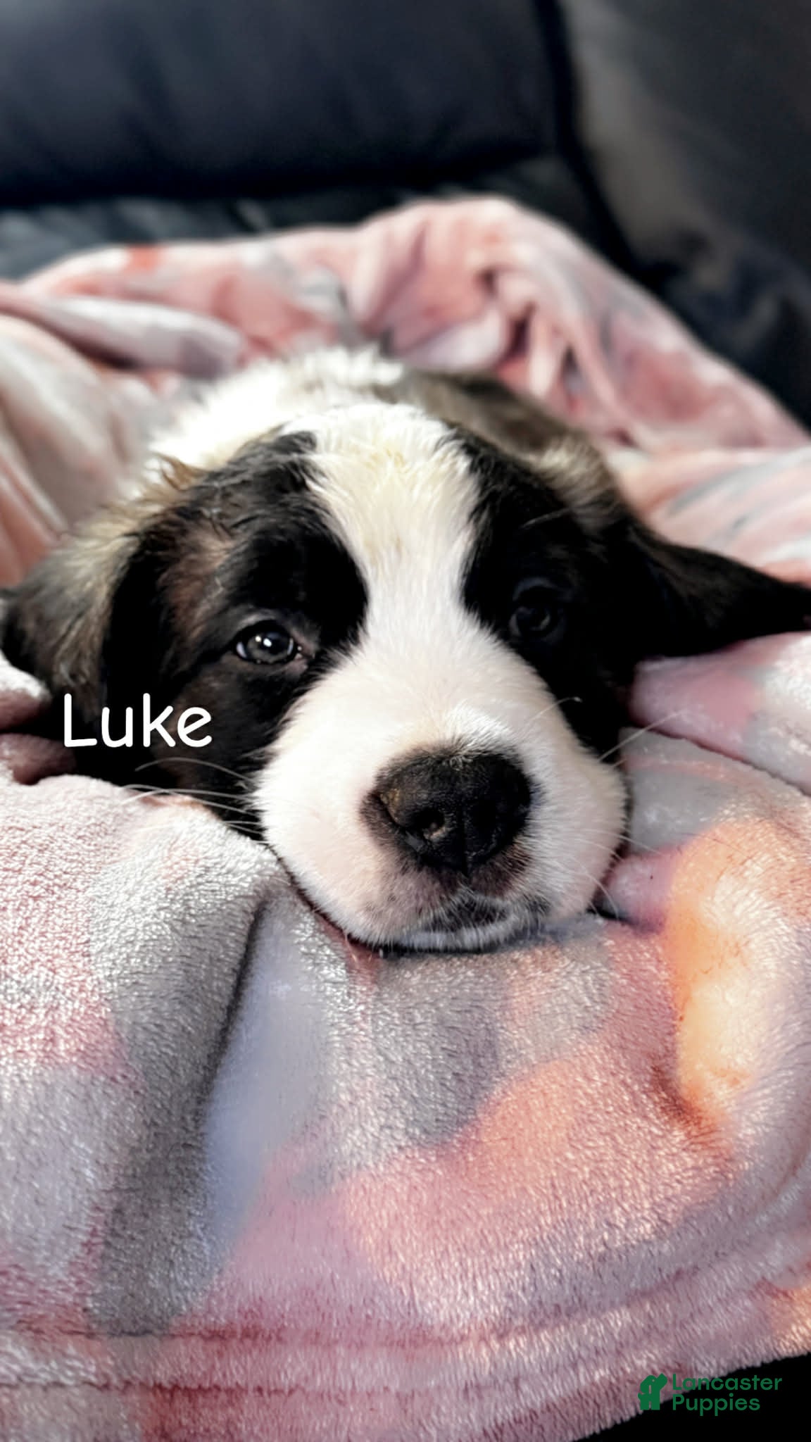 Saint Bernard dogs Luke - Ad 1