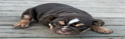 English Bulldog dogs for sale: Coco - Ad 3