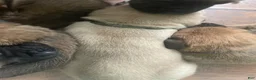 English Mastiff dogs for sale: English Mastiff 6 - Ad 10