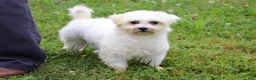 Maltipoo dogs for sale: Callie - Ad 8