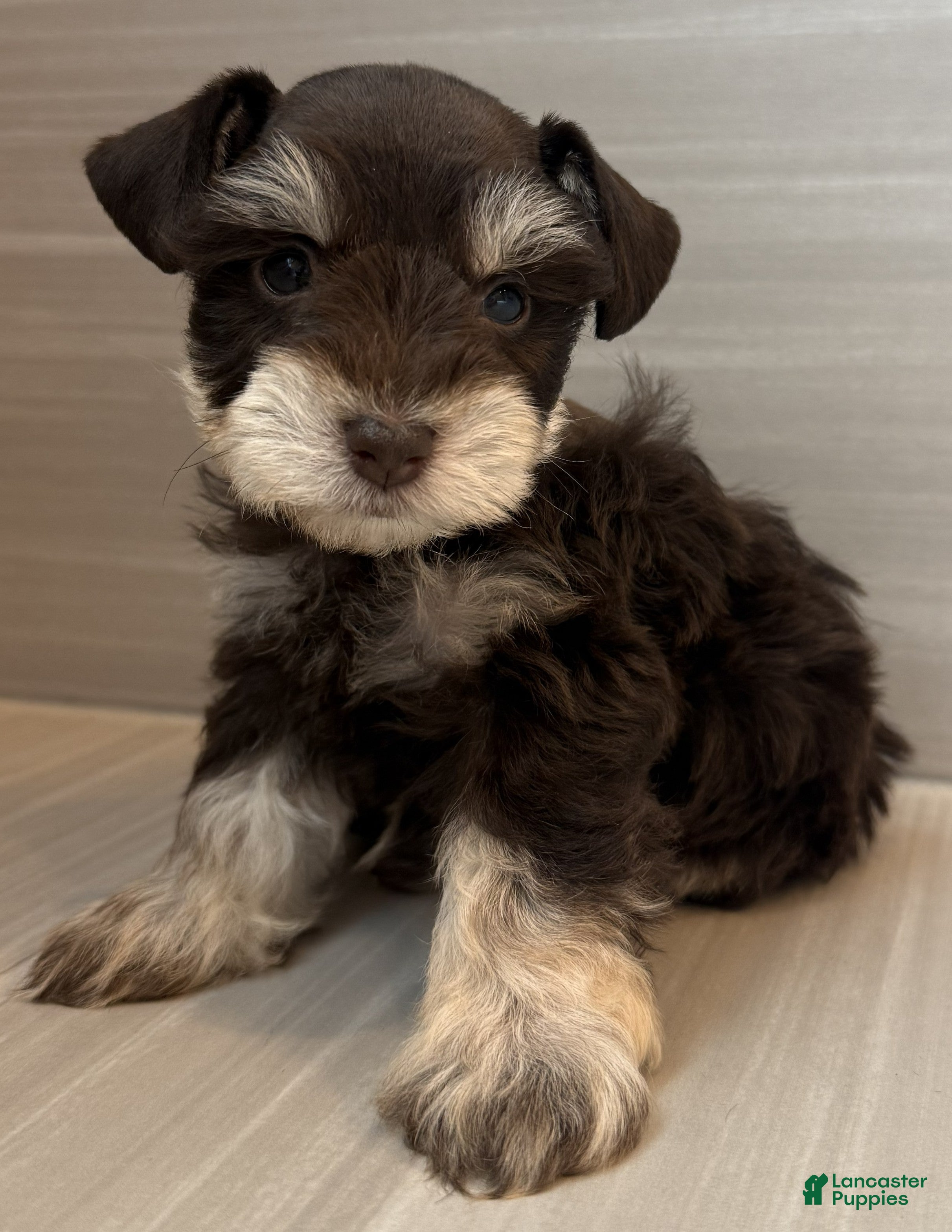 Miniature Schnauzer dogs Comet - Ad 2