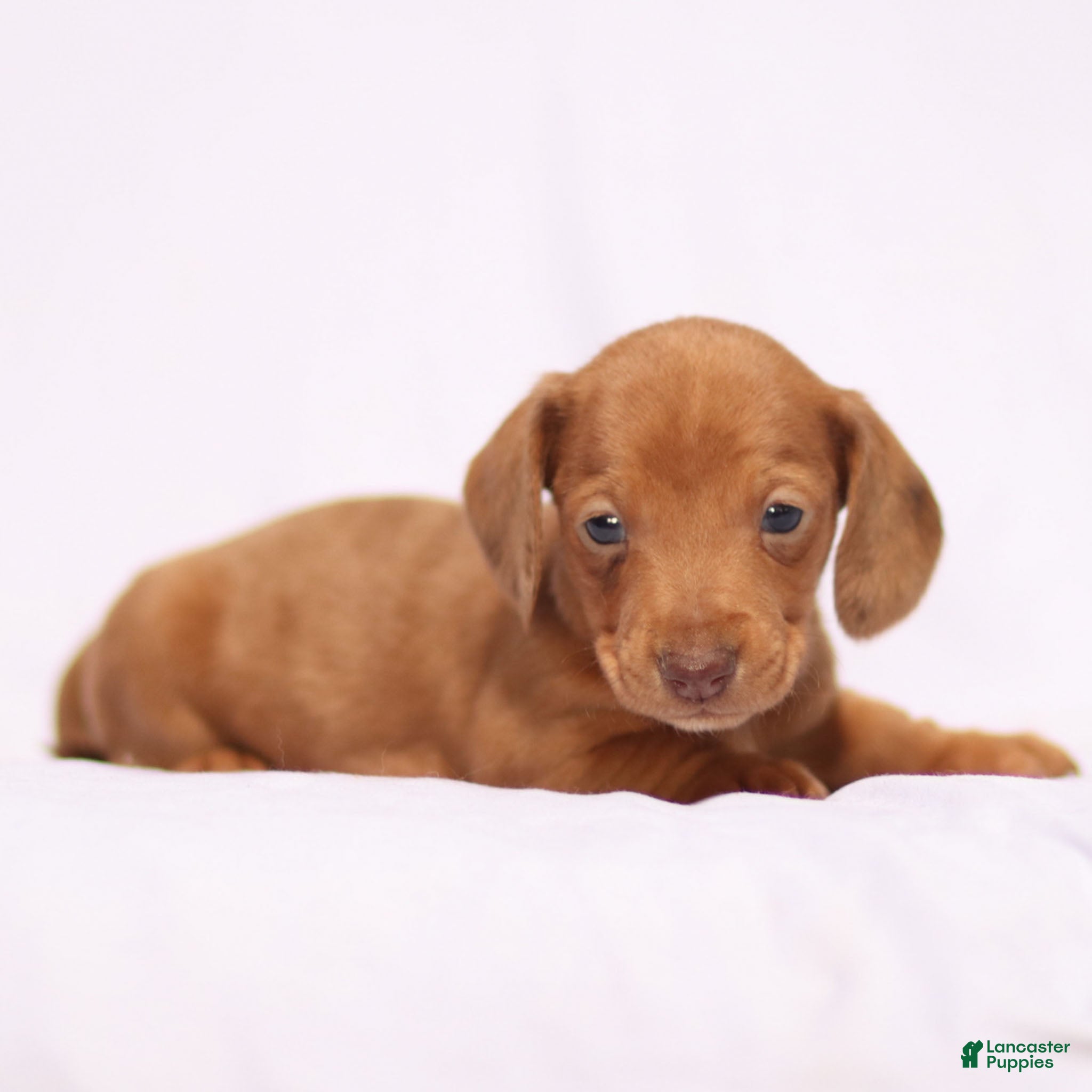 Miniature Dachshund dogs Ronan - Ad 33