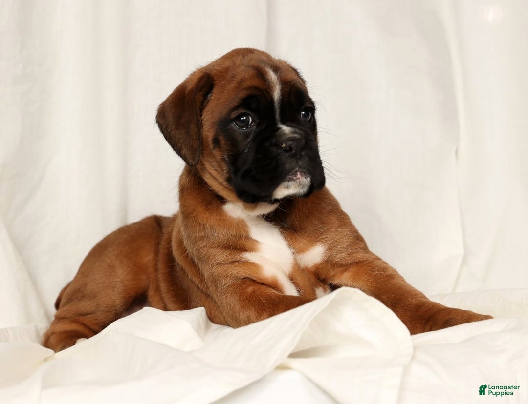 Boxer dogs for sale: Sophia - Ad 2