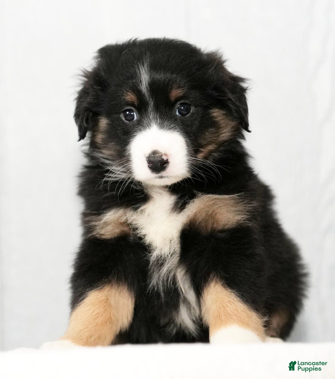 Miniature Australian Shepherd dogs for sale: Debbie - Ad 3