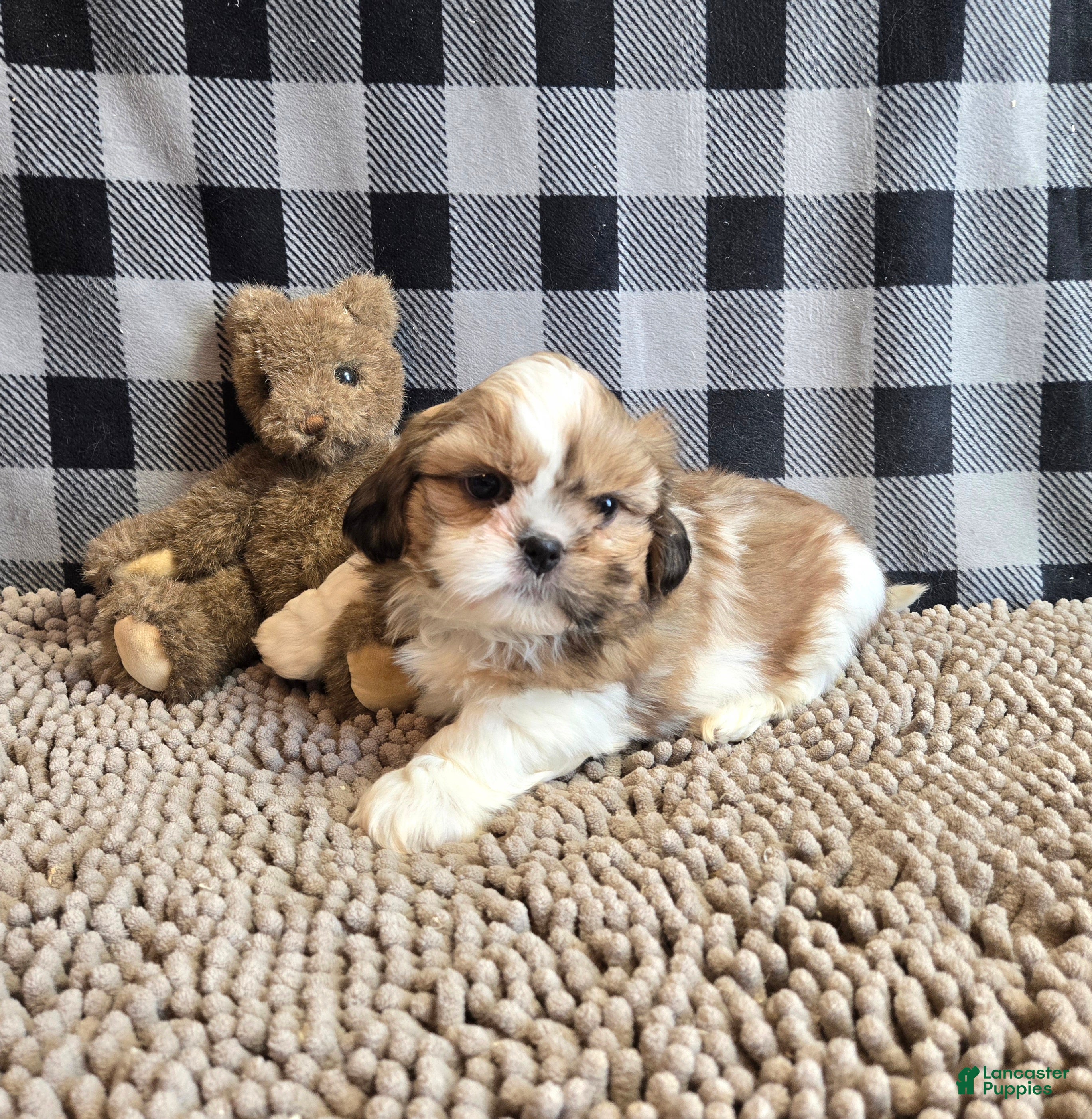 Shih Tzu dogs Simon - Ad 2