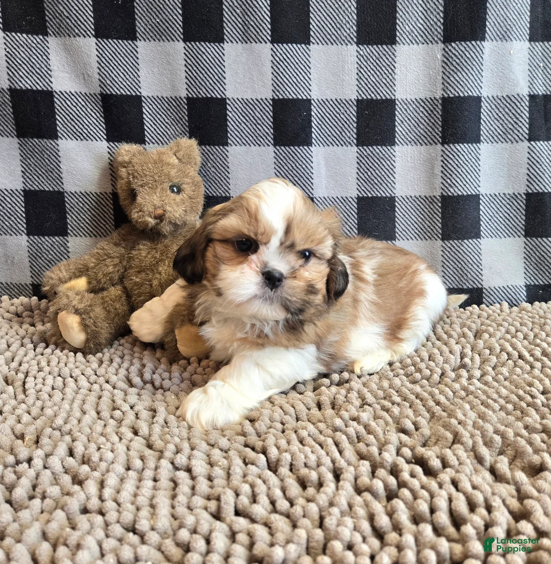Shih Tzu dogs for sale: Simon - Ad 2