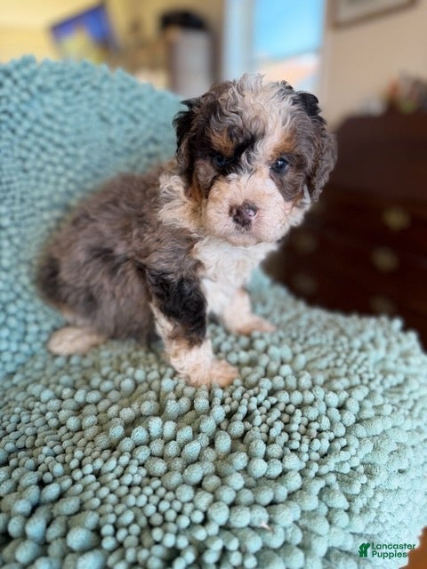 Bernedoodle dogs for sale: Fozzie - Ad 2