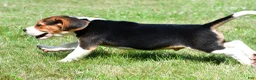 Beagle dogs for sale: Cash - Ad 13