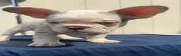 French Bulldog dogs for sale: French Bulldog 2 - Ad 3