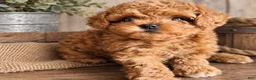 Toy Poodle dogs for sale: Toy Poodle 2 - Ad 4