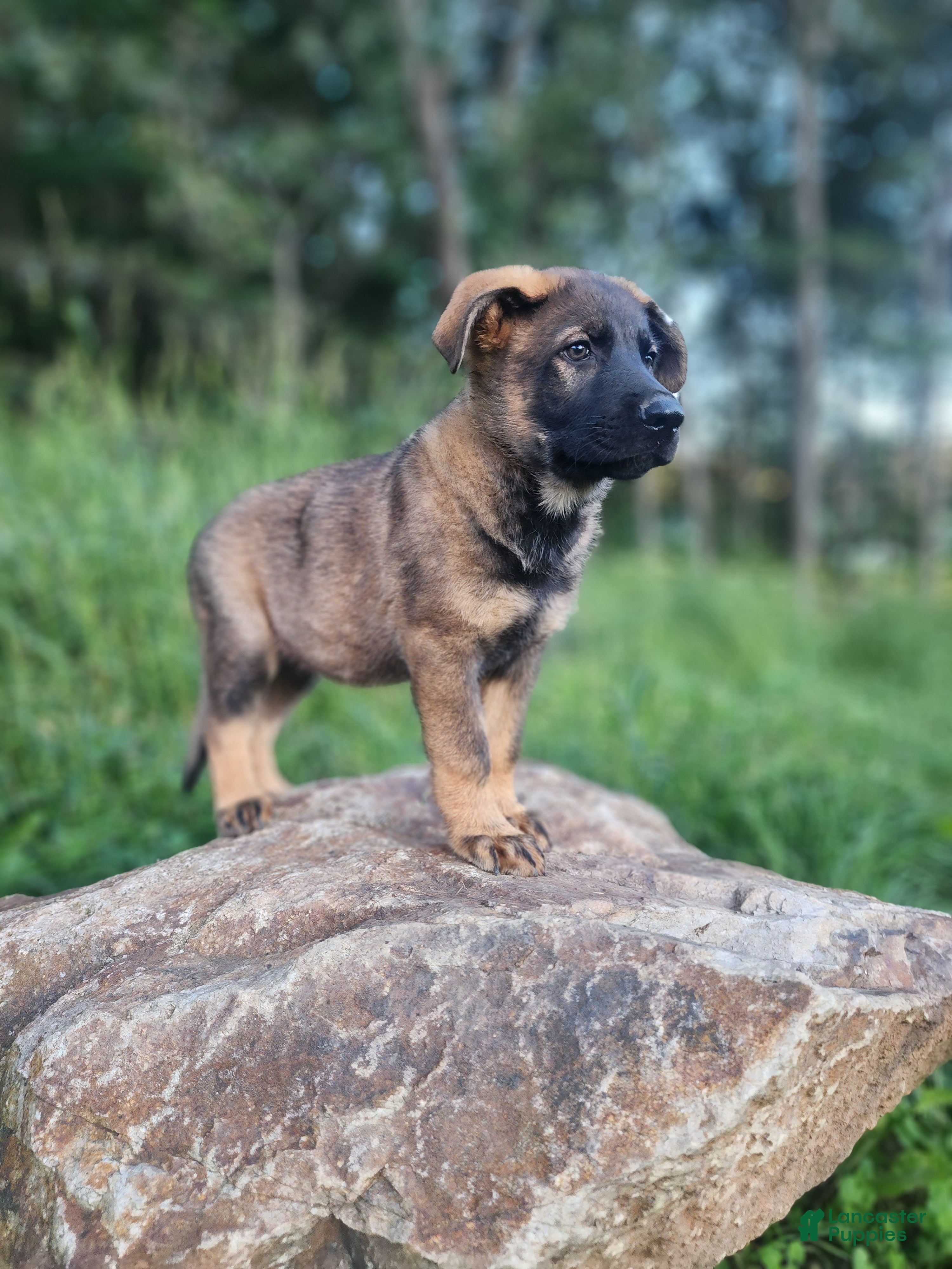 German Shepherd dogs  Thunder - Ad 1