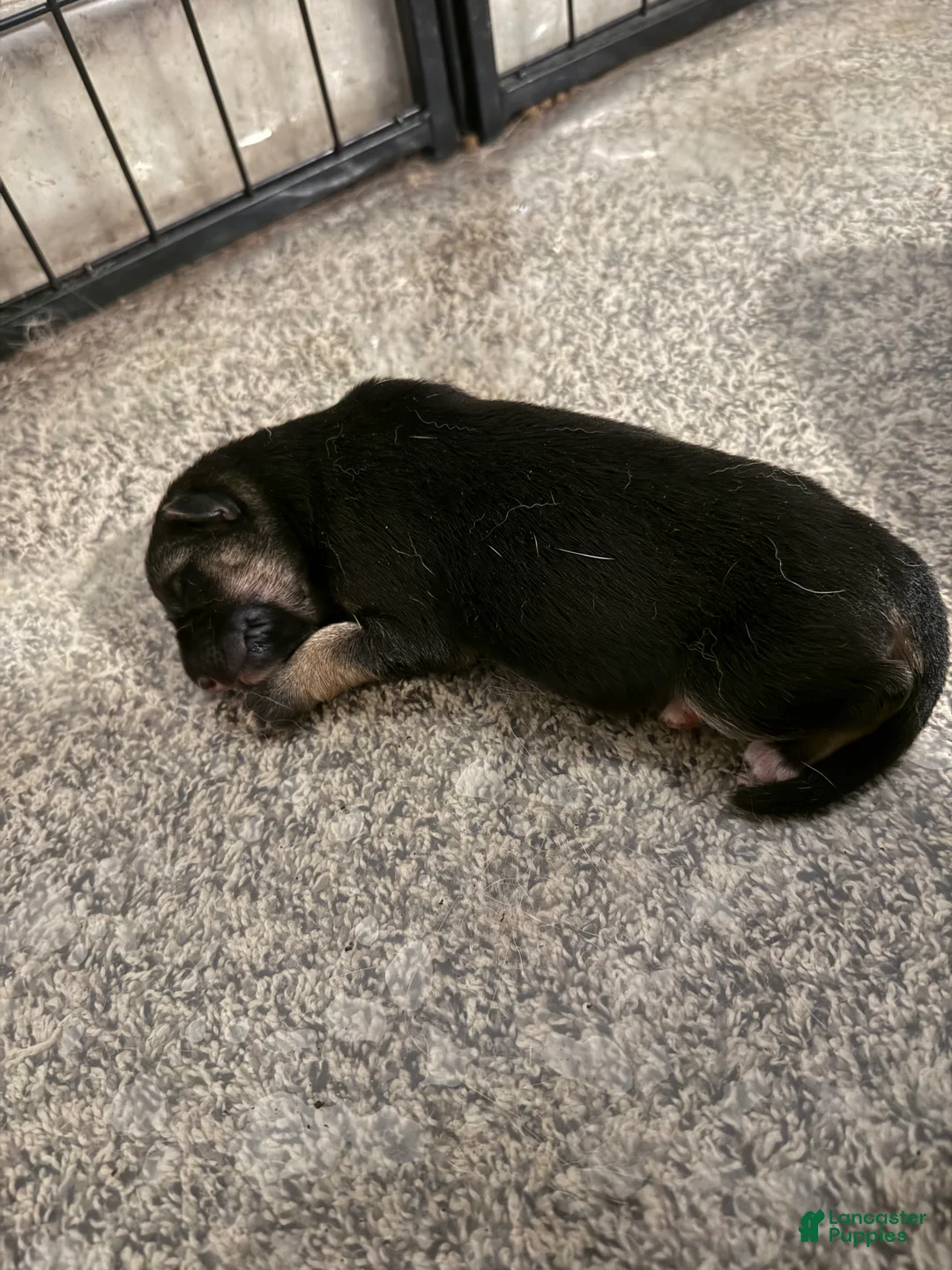 German Shepherd dogs for sale: Drizzle  - Ad 1