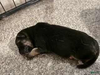 German Shepherd dogs Drizzle - Ad 9