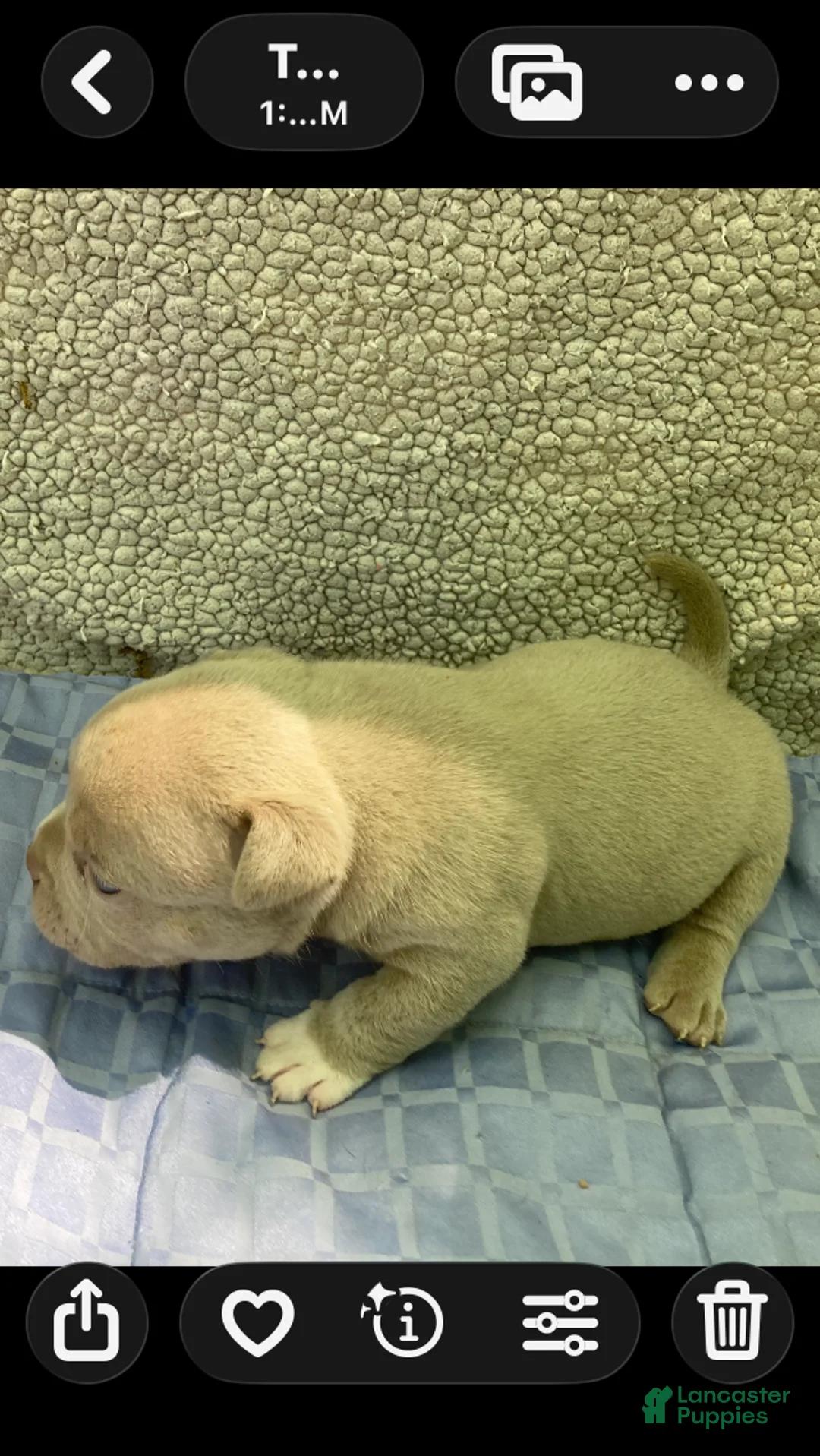 American Bully dogs for sale: American Bully Puppy 3 - Ad 1