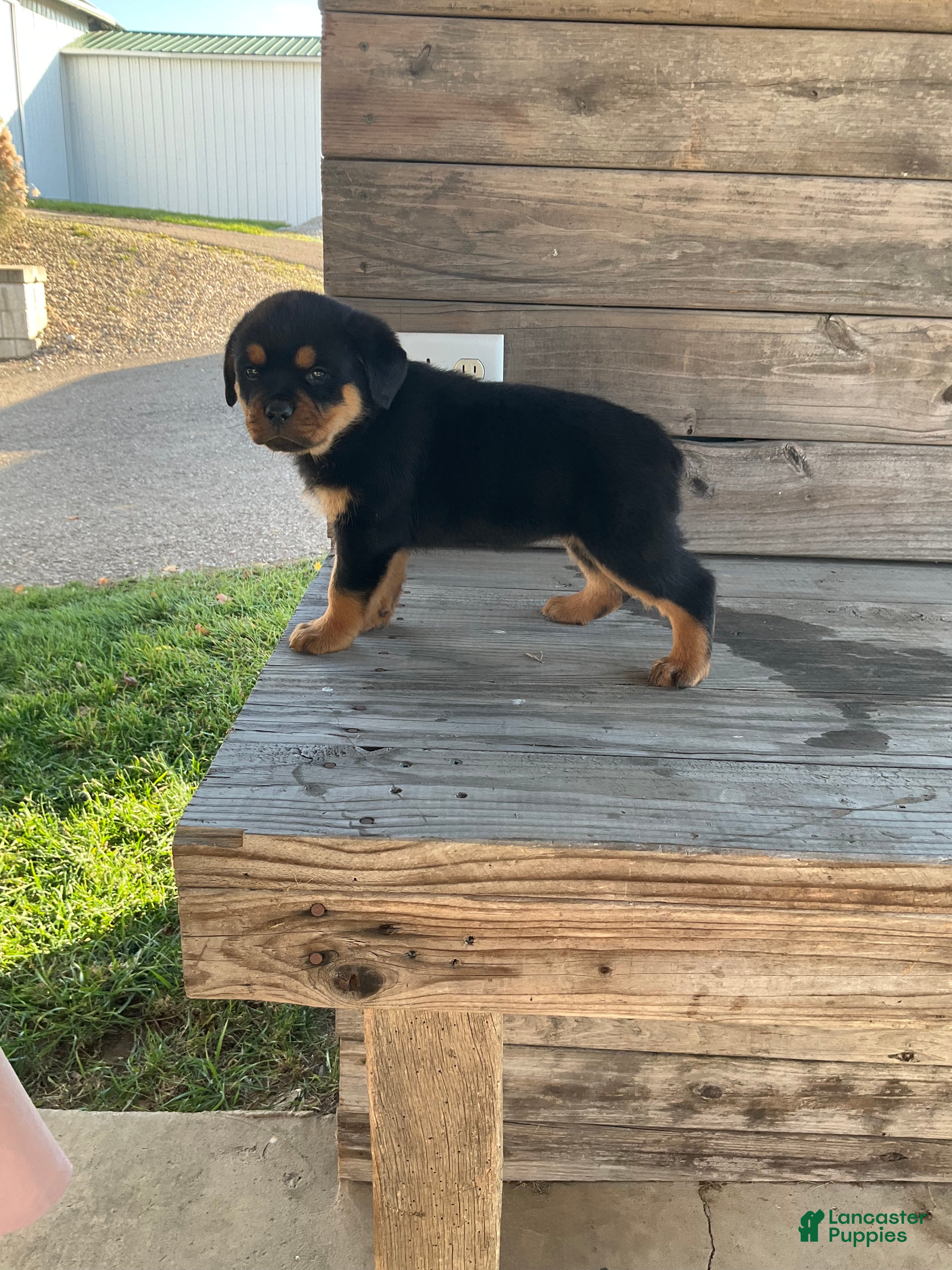 Rottweiler dogs Chloe  - Ad 5