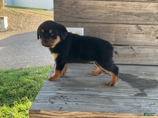 Rottweiler dogs for sale: Chloe - Ad 1
