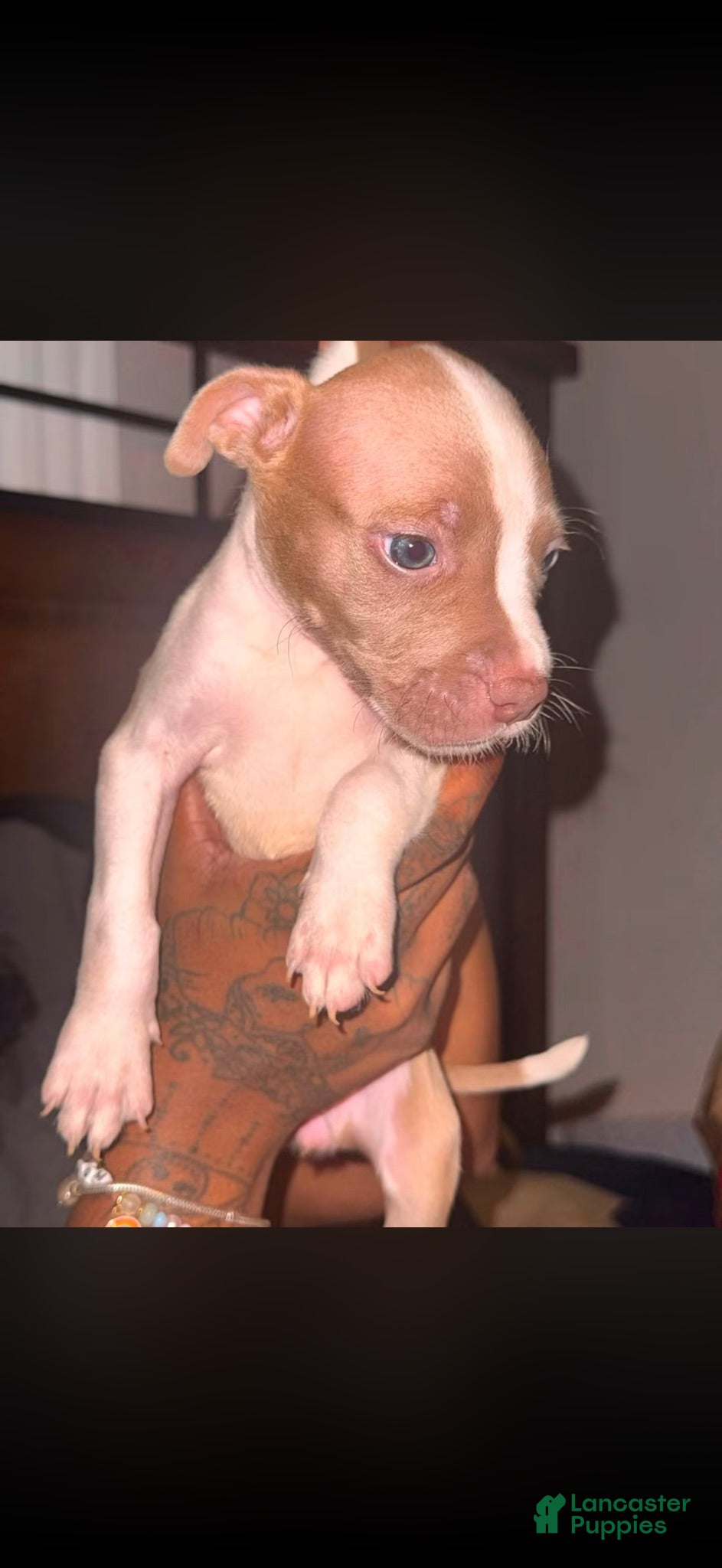American Pit Bull Terrier dogs American Pit Bull Terrier 4 - Ad 29