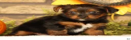 Yorkshire Terrier dogs for sale: Kimber - Ad 3