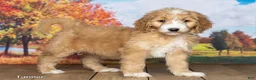 Goldendoodle dogs for sale: Tanner - Ad 3