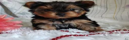 Yorkshire Terrier dogs for sale: Annabelle - Ad 5