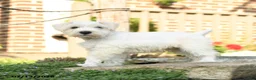 Miniature Schnauzer dogs for sale: Lollypop - Ad 4