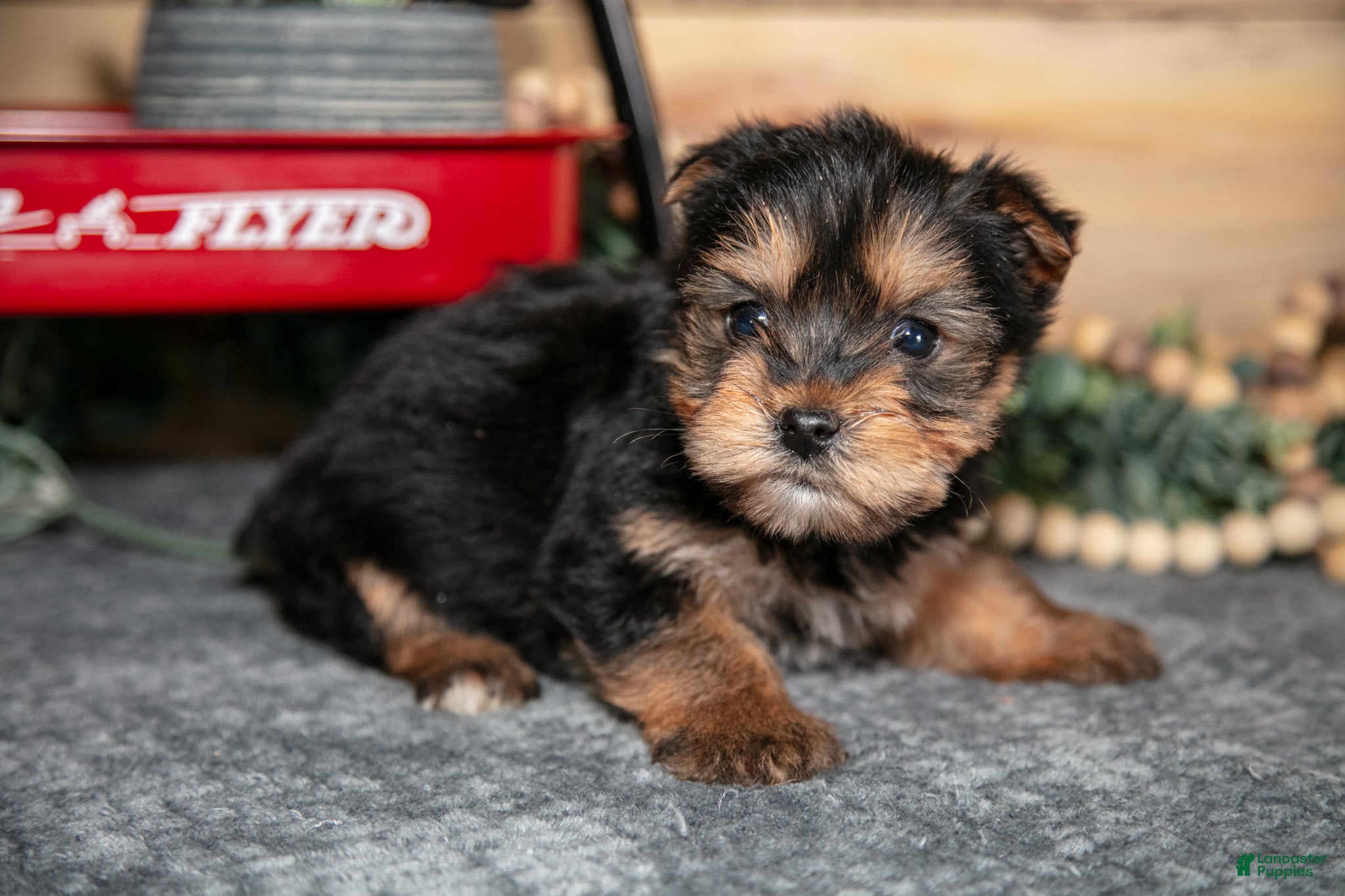 Yorkshire Terrier dogs Peter - Ad 1