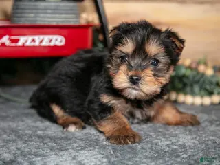 Yorkshire Terrier dogs for sale: Peter - Ad 3