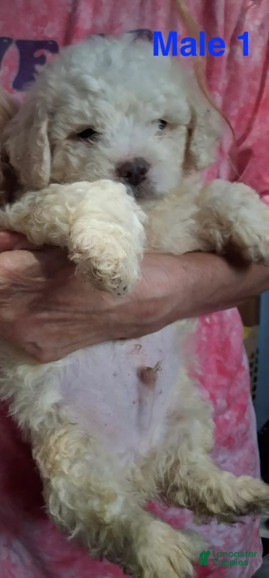 Shihpoo dogs for sale: Boy 1 - Ad 1