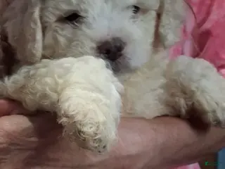 Shihpoo dogs Boy 1 - Ad 29