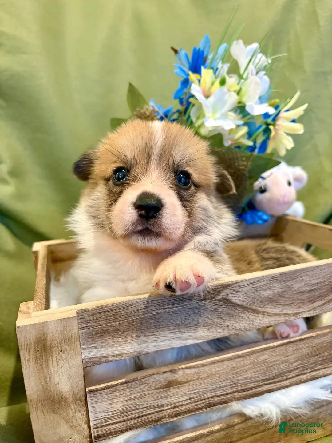 Welsh Corgi Pembroke dogs for sale: Dino - Ad 2
