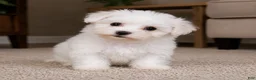 Maltese dogs for sale: Milo - Ad 6