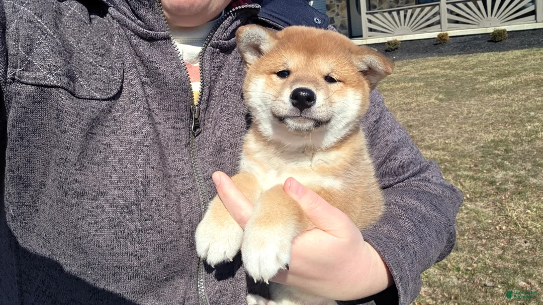 Shiba Inu dogs for sale: Anya - Ad 2