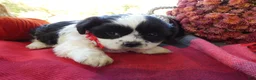 Shih Tzu dogs for sale: Shih Tzu 2 Darson - Ad 1