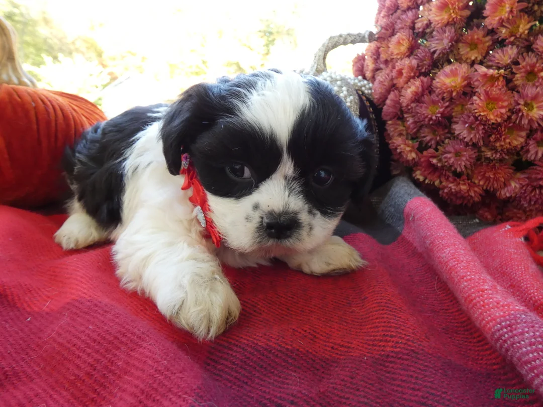 Shih Tzu dogs for sale: Shih Tzu 2 Darson - Ad 1