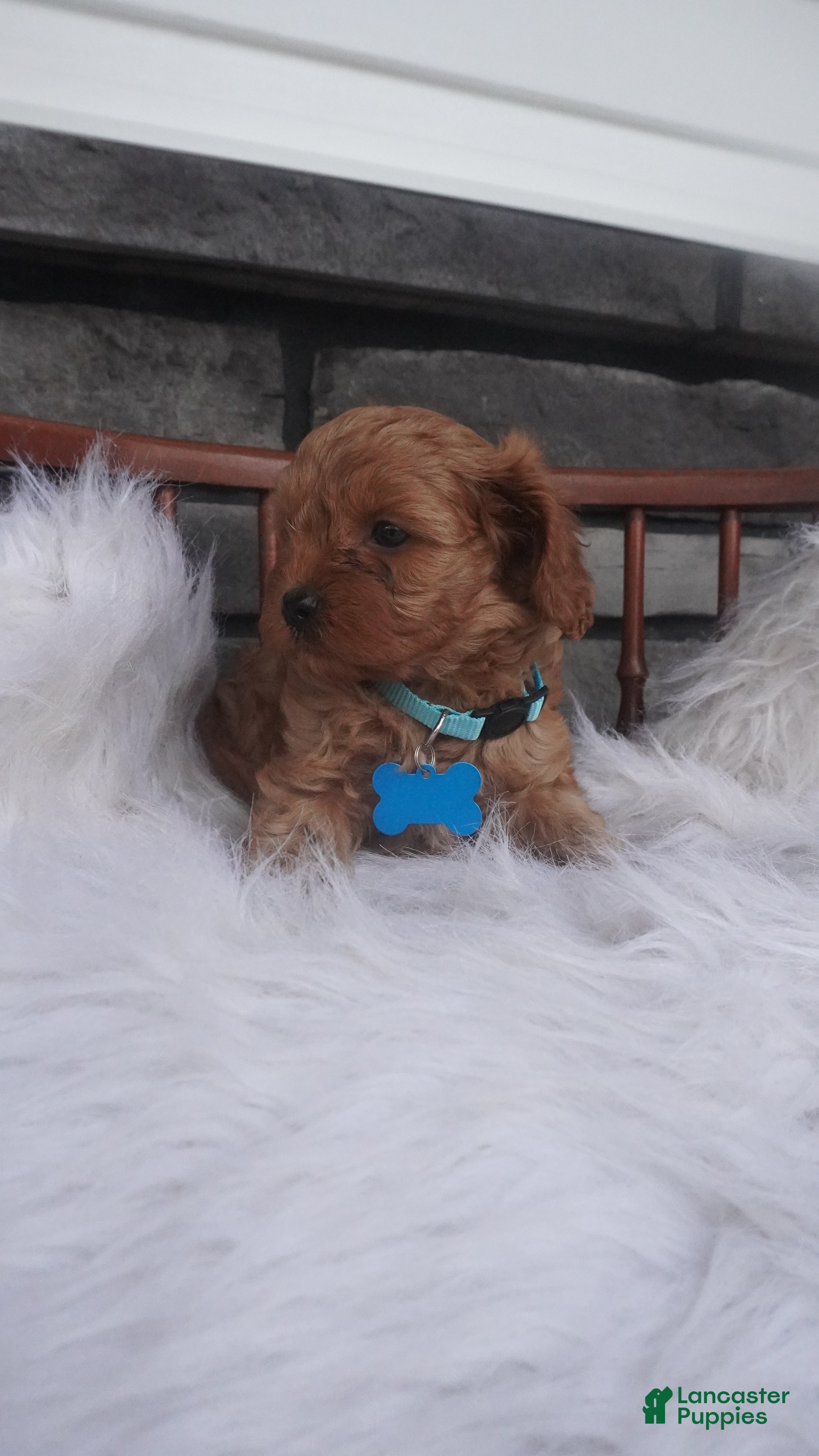 Cavapoo dogs Rocky - Ad 2