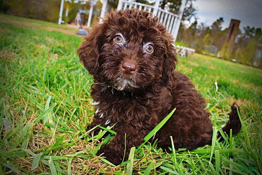 Havapoo dogs for sale: Lady - Ad 7