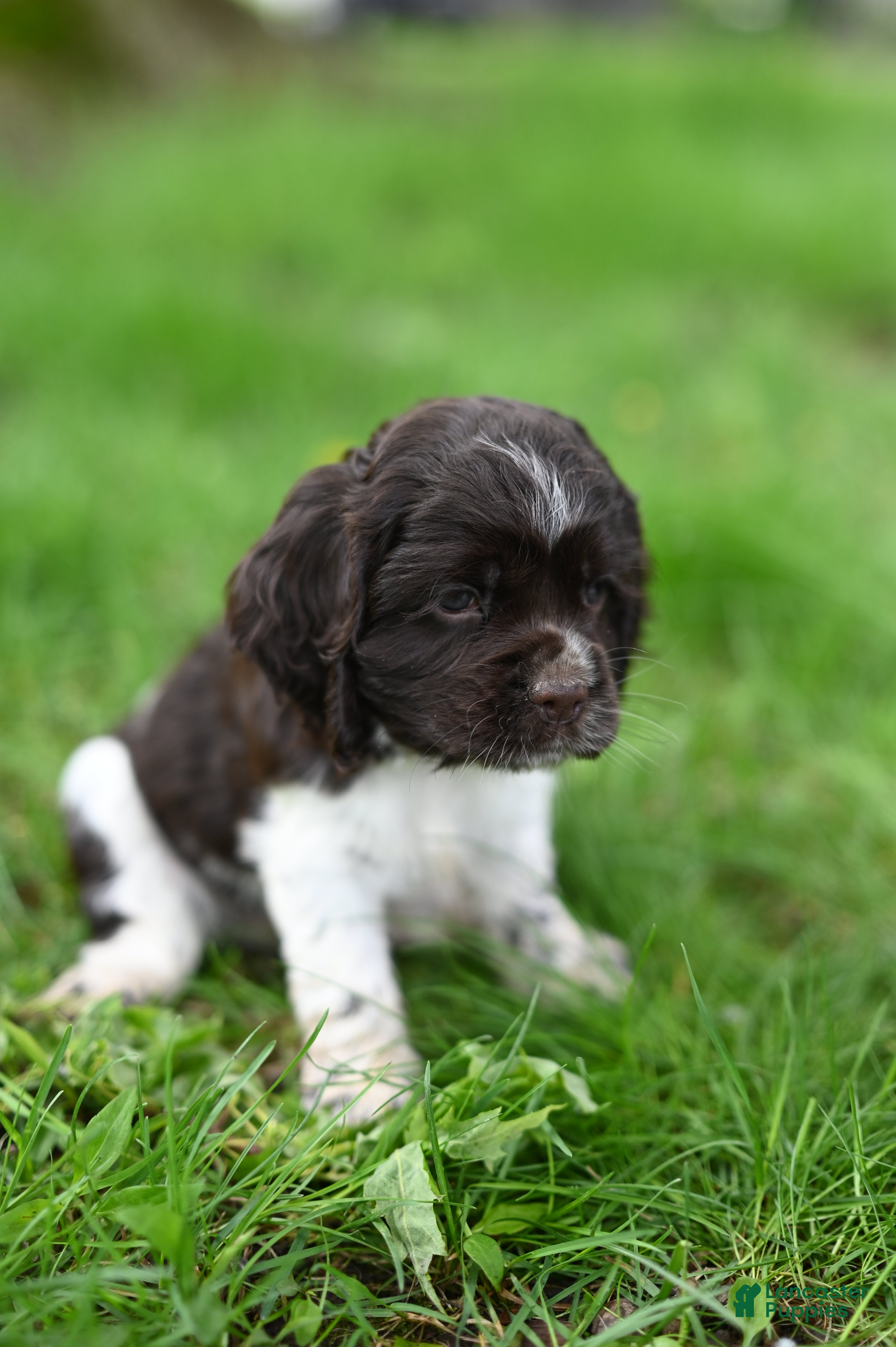 Cocker Spaniel dogs Arlee - Ad 2