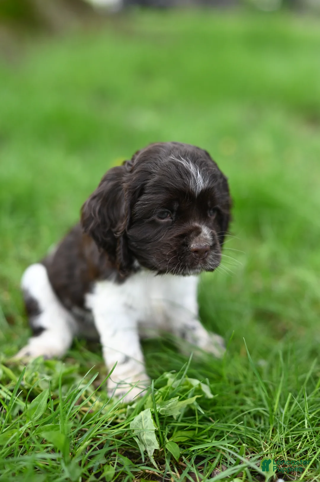 Cocker Spaniel dogs for sale: Arlee - Ad 2