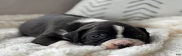 Boxer dogs for sale: Dozer - Ad 3