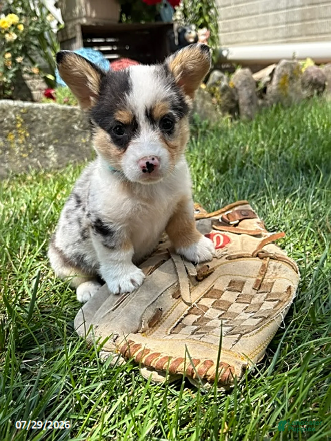 Welsh Corgi Pembroke dogs for sale: Nash - Ad 1