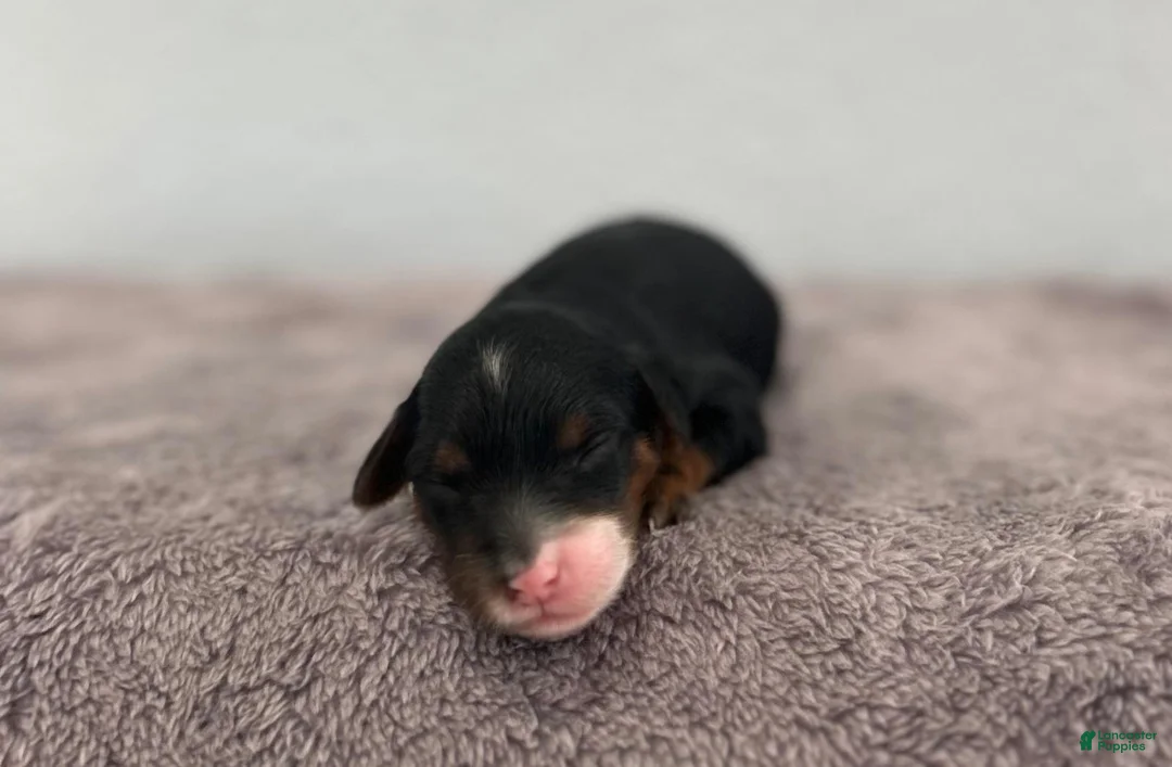 Mini Goldendoodle dogs for sale: Riley - Ad 1