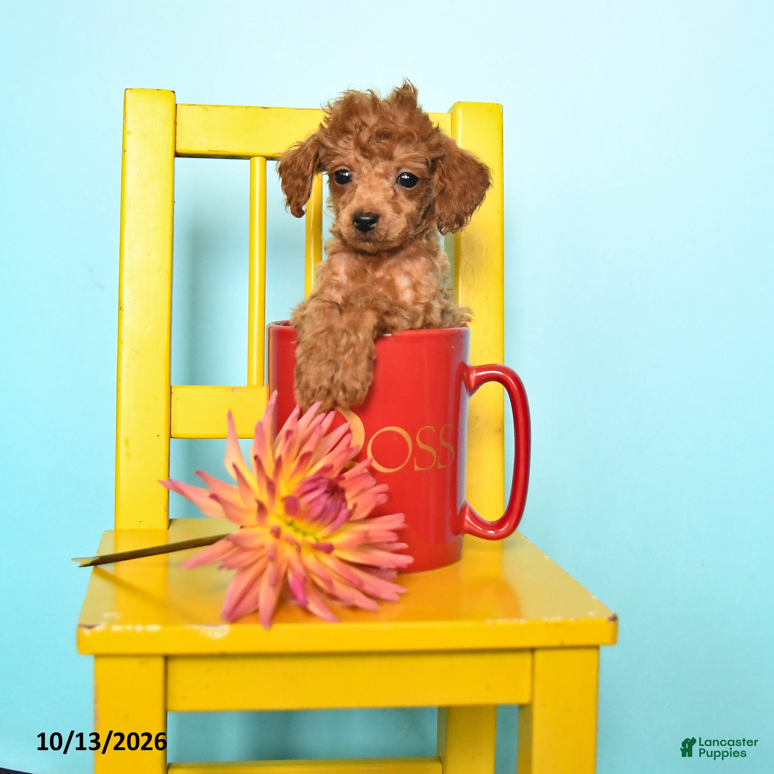Toy Poodle dogs Betty   - Ad 1