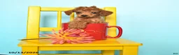 Toy Poodle dogs for sale: Betty   - Ad 1