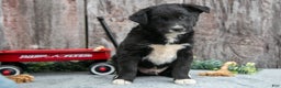 Mixed Breed dogs for sale: Chief - Ad 3