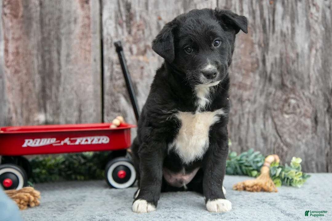 Mixed Breed dogs for sale: Chief - Ad 3