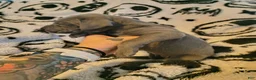 Great Dane dogs for sale: Diva  - Ad 3