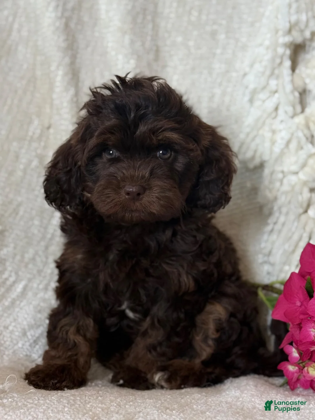 Cavapoo dogs for sale: Sterling  - Ad 2